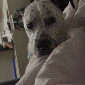 Meet your Posher, Alondra.